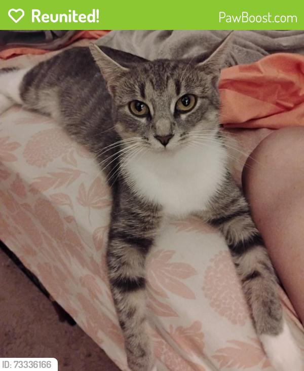 Reunited Female Cat last seen Timbermill, Fort Wayne, IN 46804