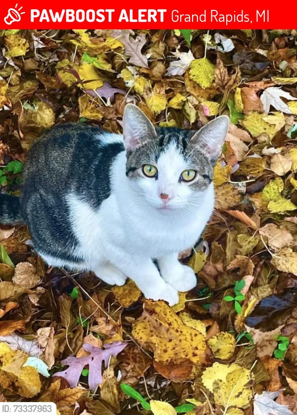 Lost Male Cat last seen Mckee Ave Sw, Banner street SW, Baylis street SW, Kertland street SW, Clyde Park Ave street SW, Grand Rapids, MI 49503
