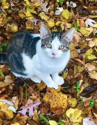 Lost Male Cat last seen Mckee Ave Sw, Banner street SW, Baylis street SW, Kertland street SW, Clyde Park Ave street SW, Grand Rapids, MI 49503