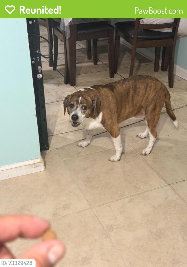 Reunited Female Dog last seen Moss Drive and Winton Drive, Nashville, TN 37013