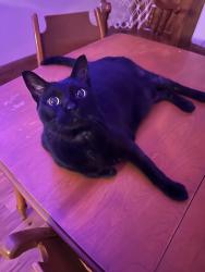 Reunited Unknown Cat last seen Parc Molson, Montréal, QC H2G 1N1