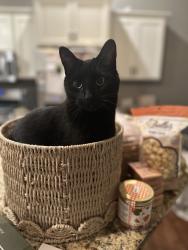 Lost Female Cat last seen Near Towne Dr NE, Byron, MN 55920