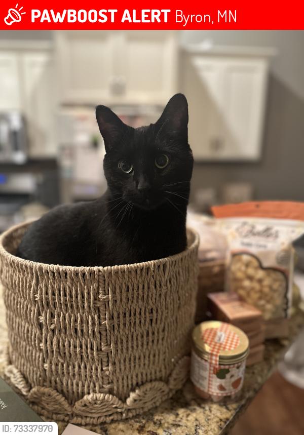 Lost Female Cat last seen Near Towne Dr NE, Byron, MN 55920