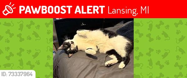 Lost Female Cat last seen helman blvd lansing mi, Lansing, MI 48911