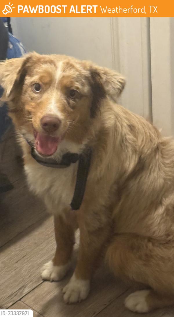 Found/Stray Female Dog last seen Near Jail, Weatherford, TX 76086