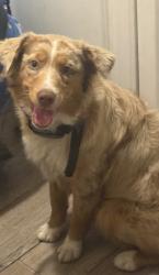 Found/Stray Female Dog last seen Near Jail, Weatherford, TX 76086