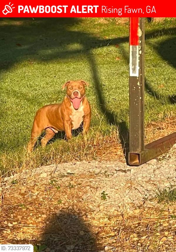 Lost Male Dog last seen Interstate I59 towards Rising Fawn, Ga, Rising Fawn, GA 30738