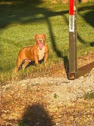 Lost Male Dog last seen Interstate I59 towards Rising Fawn, Ga, Rising Fawn, GA 30738
