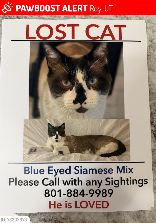Lost Male Cat last seen Near w 5800 s Roy Utah, Roy, UT 84067
