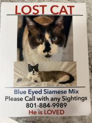 Lost Male Cat last seen Near w 5800 s Roy Utah, Roy, UT 84067
