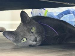 Reunited Female Cat last seen Lennar Sagecroft Community, Graham, NC 27253