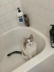 Reunited Female Cat last seen Talley Ln, between Hartsfield Rd and Moon Ln, off of Mission Rd, Tallahassee, FL 32303