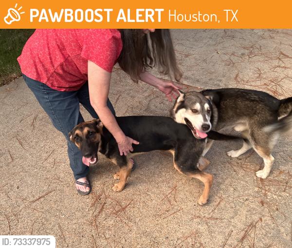 Found/Stray Unknown Dog last seen Tarnbrook/KnottyGreen, Houston, TX 77084