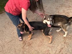 Found/Stray Unknown Dog last seen Tarnbrook/KnottyGreen, Houston, TX 77084