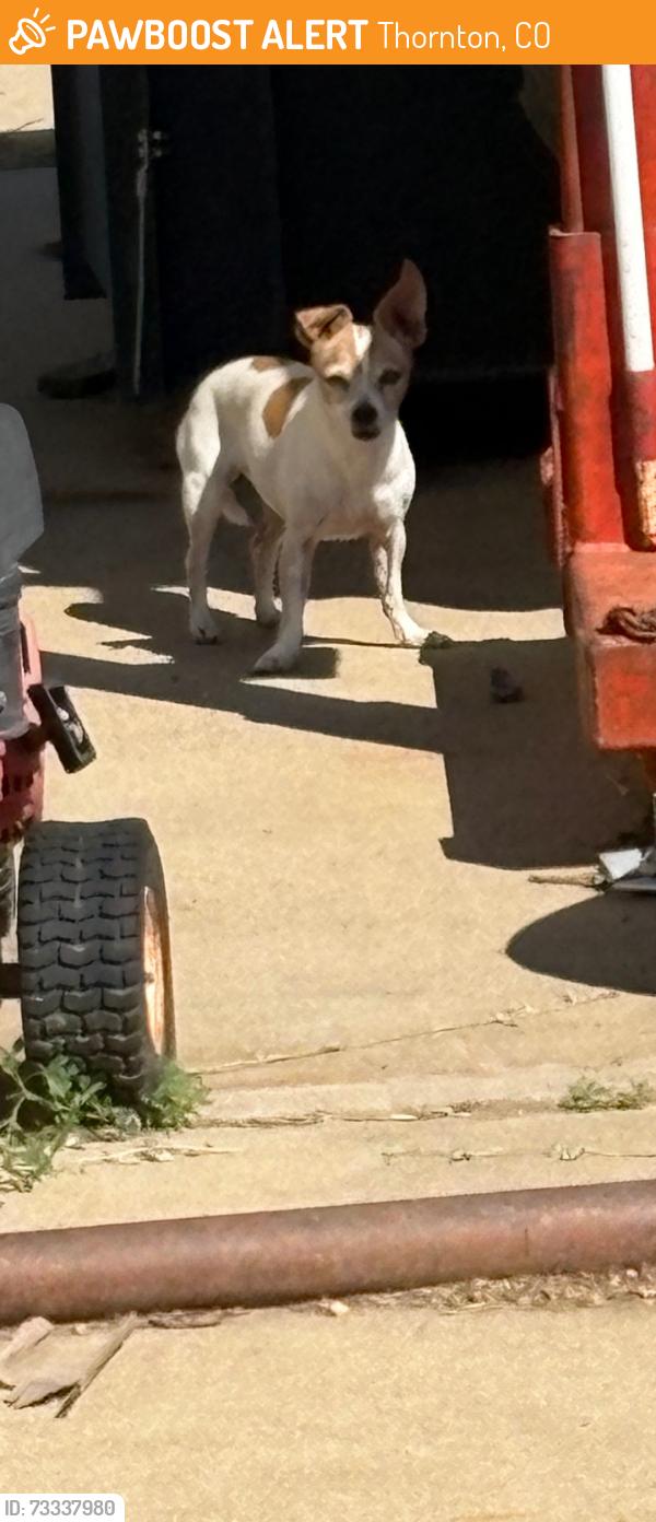 Found/Stray Female Dog last seen 104th & Riverdale Rd, Thornton, CO 80229
