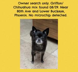 Found/Stray Unknown Dog last seen 80th Ave and Lower Buckeye, Phoenix, AZ 85043