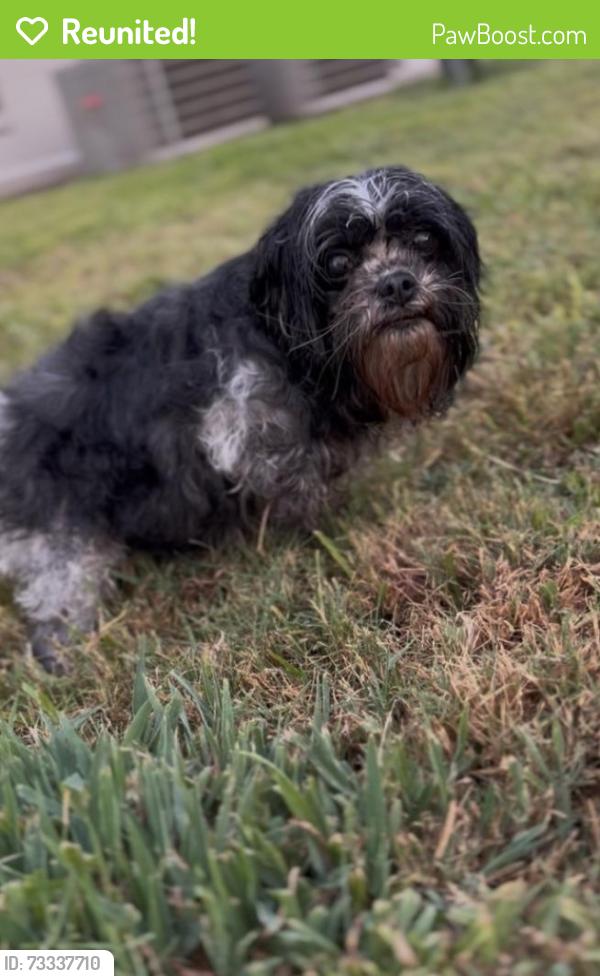 Reunited Female Dog last seen Stuart st. Main Street. Bumblebee park, Gladewater, TX 75647