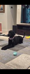 Lost Female Dog last seen Holland and national, Mansfield, TX 76063