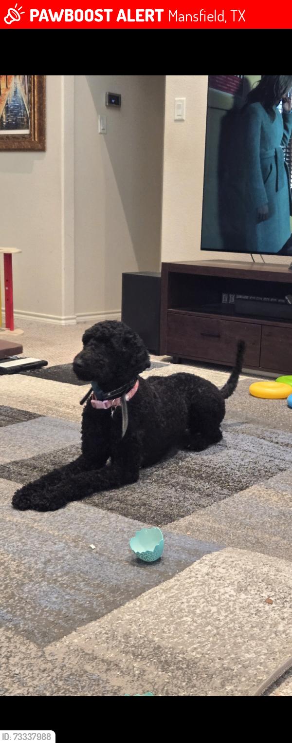 Lost Female Dog last seen Holland and national, Mansfield, TX 76063
