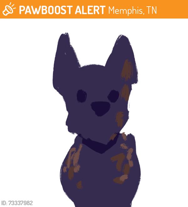 Found/Stray Unknown Dog last seen In front of Rhodes College Bailey Gate, Memphis, TN 38112