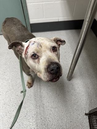 Shelter Stray Female Dog last seen 53rd Av & E 8th st, Oakland, CA, 1101 29th Ave, Oakland, CA 94601, USA