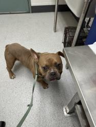 Shelter Stray Male Dog last seen 53rd Av & E 8th st, Oakland, CA, 1101 29th Ave, Oakland, CA 94601, USA