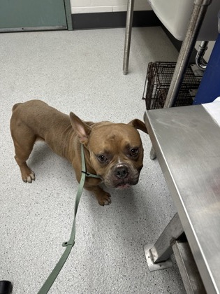 Shelter Stray Male Dog last seen 53rd Av & E 8th st, Oakland, CA, 1101 29th Ave, Oakland, CA 94601, USA