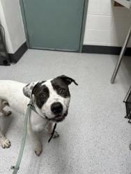 Shelter Stray Male Dog last seen 53rd Av & E 8th st, Oakland, CA, 1101 29th Ave, Oakland, CA 94601, USA