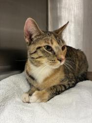 Shelter Stray Female Cat last seen Fairfax, VA, 22030, Allison Cir & Maple St, Fairfax County, VA, 4500 West Ox Rd, Fairfax, VA 22030, USA
