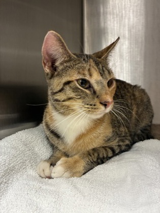 Shelter Stray Female Cat last seen Fairfax, VA, 22030, Allison Cir & Maple St, Fairfax County, VA, 4500 West Ox Rd, Fairfax, VA 22030, USA