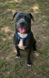 Shelter Stray Male Dog last seen TURKEY OAK, Crystal River, FL, 4030 S Airport Rd, Inverness, FL 34450, USA