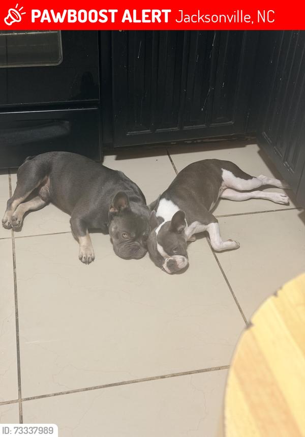 Lost Male Dog last seen Pioneer , center 76014, Jacksonville, NC 28546