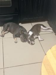 Lost Male Dog last seen Pioneer , center 76014, Jacksonville, NC 28546