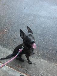 Reunited Female Dog last seen Near Forest Ridge Ct S, Puyallup, WA 98374, USA, Puyallup, WA 98374