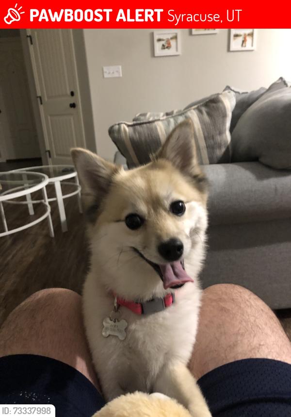 Lost Female Dog last seen Behind the s is where she would have diug undrr the fence, Syracuse, UT 84075
