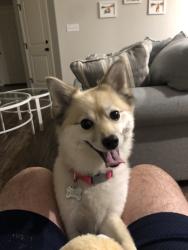 Lost Female Dog last seen Behind the s is where she would have diug undrr the fence, Syracuse, UT 84075