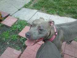 Lost Female Dog last seen Church, Evanston, IL 60201