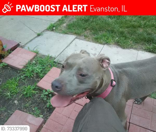 Lost Female Dog last seen Church, Evanston, IL 60201