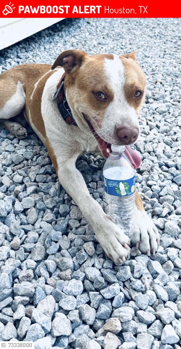 Lost Male Dog last seen Wallisville Rd Houston tx, Houston, TX 77013