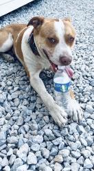 Lost Male Dog last seen Wallisville Rd Houston tx, Houston, TX 77013
