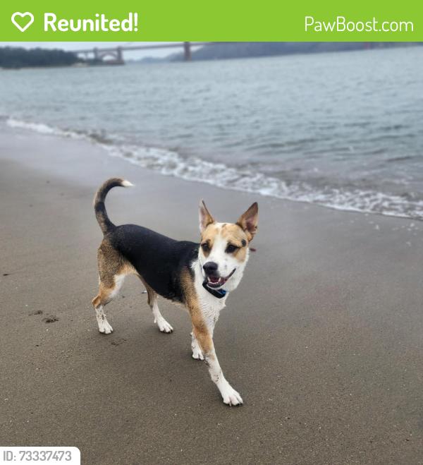 Reunited Female Dog last seen Redwood bowl, Oakland, CA 94611