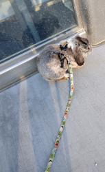 Lost Male Rabbit last seen Figueroa and Jefferson, Los Angeles, CA 90007