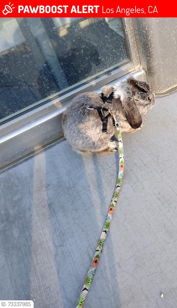 Lost Male Rabbit last seen Figueroa and Jefferson, Los Angeles, CA 90007