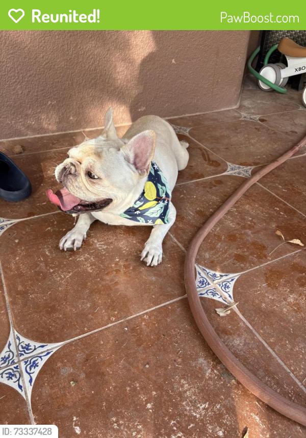 Reunited Male Dog last seen Wild Willow, El Paso, TX 79922