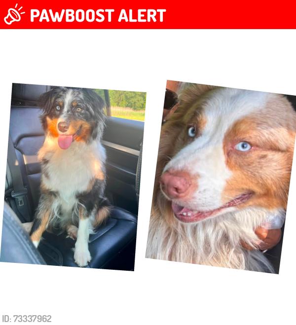 Lost Male Dog last seen Michaels Rd/Hidden Lake Rd, East Stroudsburg, PA 18302