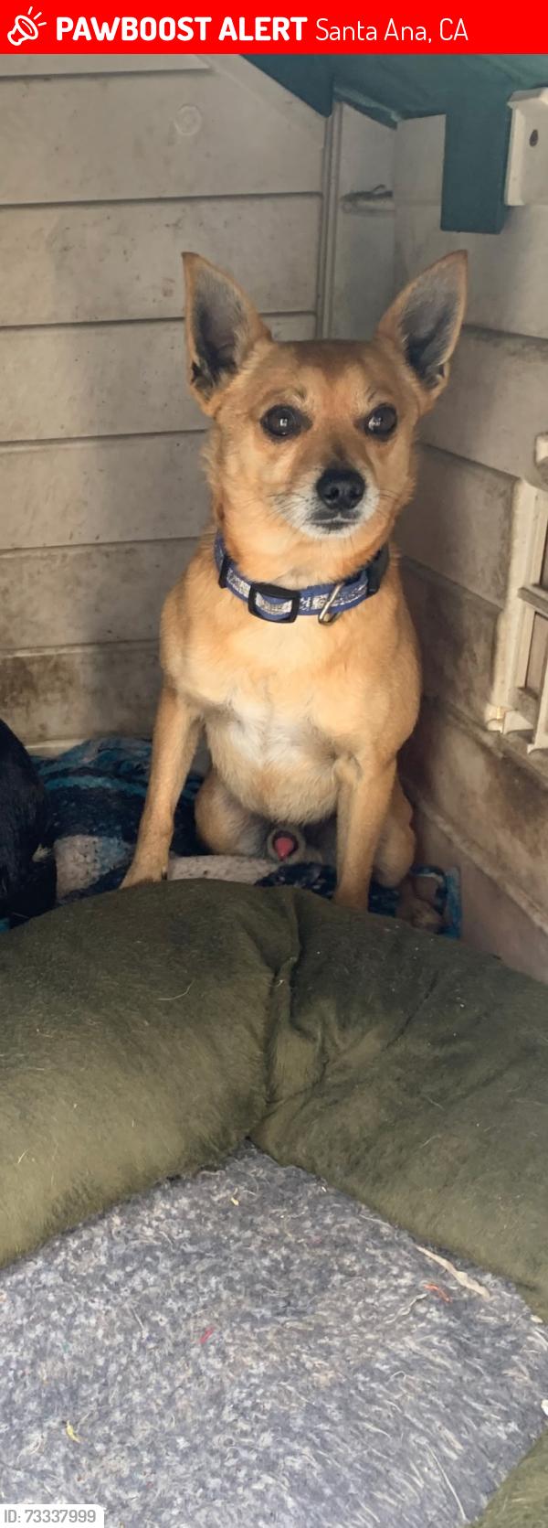 Lost Male Dog last seen Van Ness and McFadden, Santa Ana, CA 92701