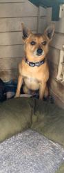 Lost Male Dog last seen Van Ness and McFadden, Santa Ana, CA 92701