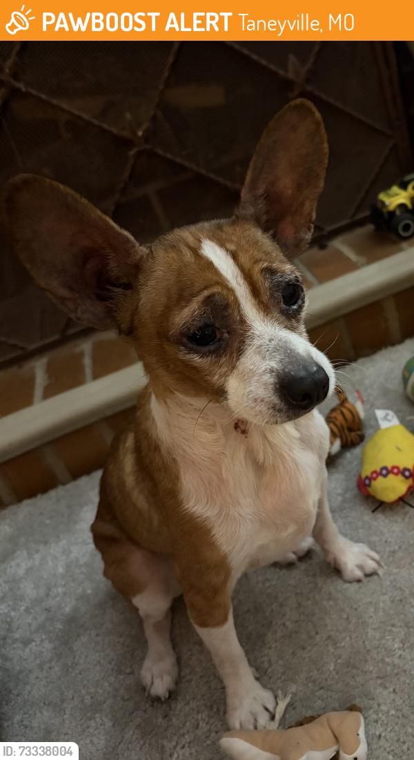 Found/Stray Female Dog last seen Dollar General, Taneyville, MO 65759