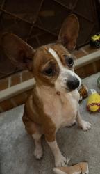 Found/Stray Female Dog last seen Dollar General, Taneyville, MO 65759