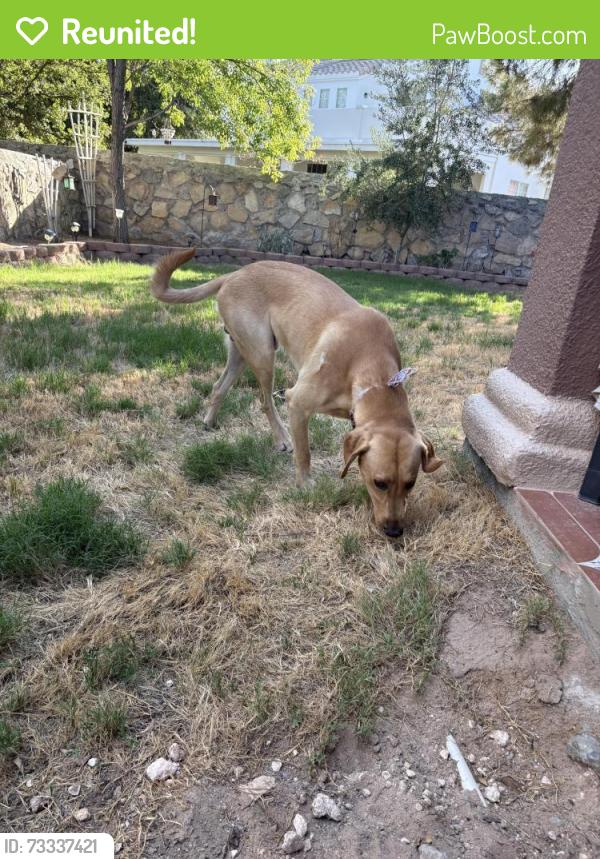 Reunited Male Dog last seen Wild Willow Dr, El Paso, TX 79922